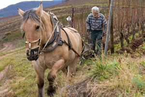 Cheval dans le vignoble